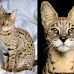 Savannah Cat Legal and Illegal States 2024